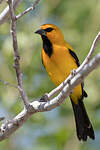 Oriole jaune