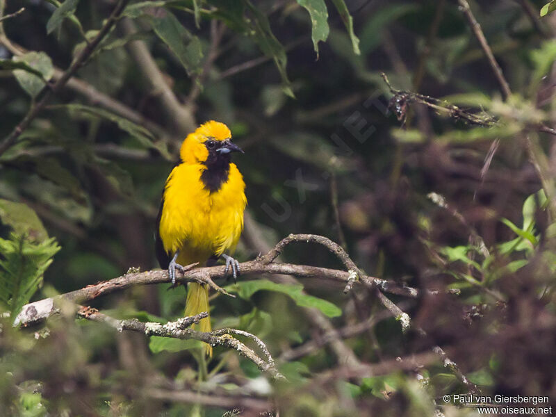 White-edged Oriole