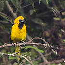Oriole leucoptère