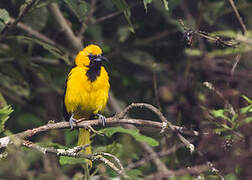 White-edged Oriole