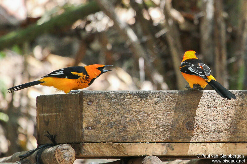 Oriole maculé