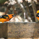 Oriole maculé