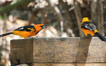 Oriole maculé