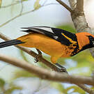 Oriole maculé
