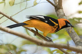 Spot-breasted Oriole