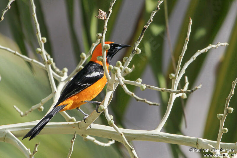 Hooded Oriole