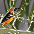 Oriole masqué