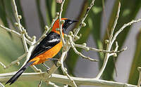 Oriole masqué