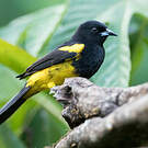 Oriole monacal