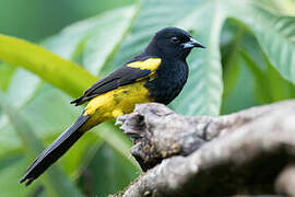 Black-cowled Oriole