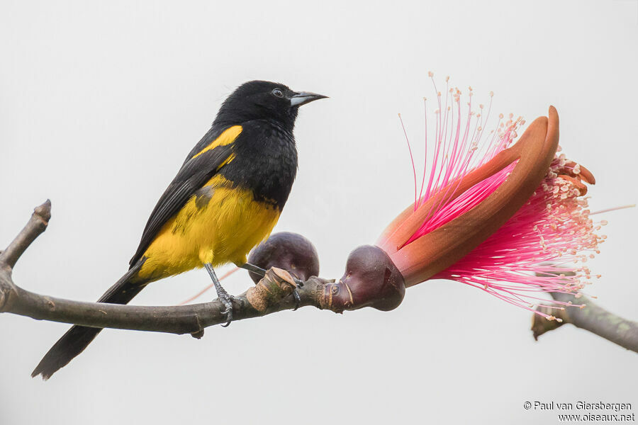 Oriole monacaladulte