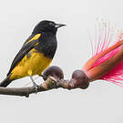 Oriole monacal