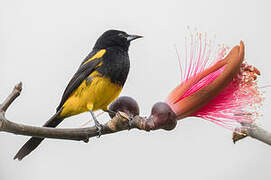 Black-cowled Oriole