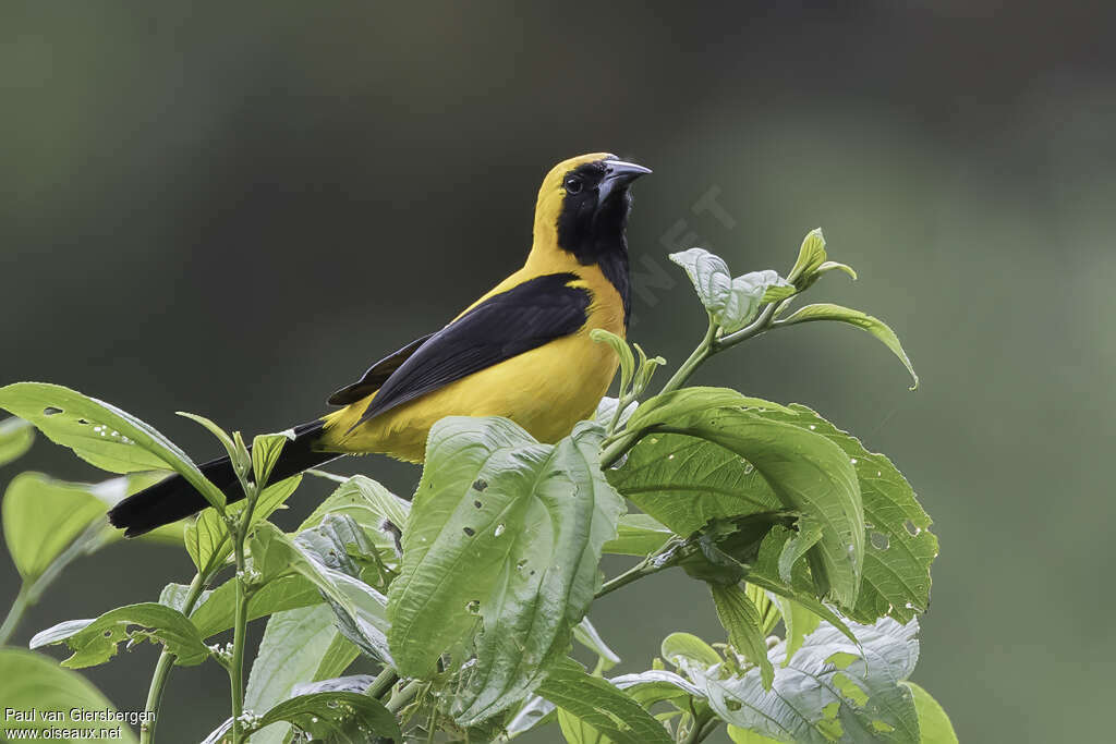 Oriole noir et oradulte, identification