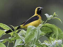 Yellow-backed Oriole