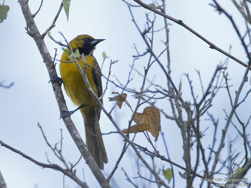 Bar-winged Oriole