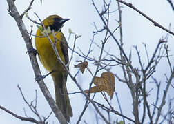 Bar-winged Oriole