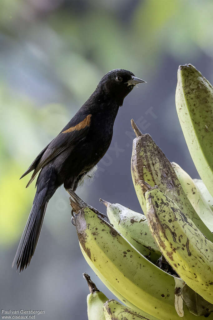 Oriole variable adulte, identification