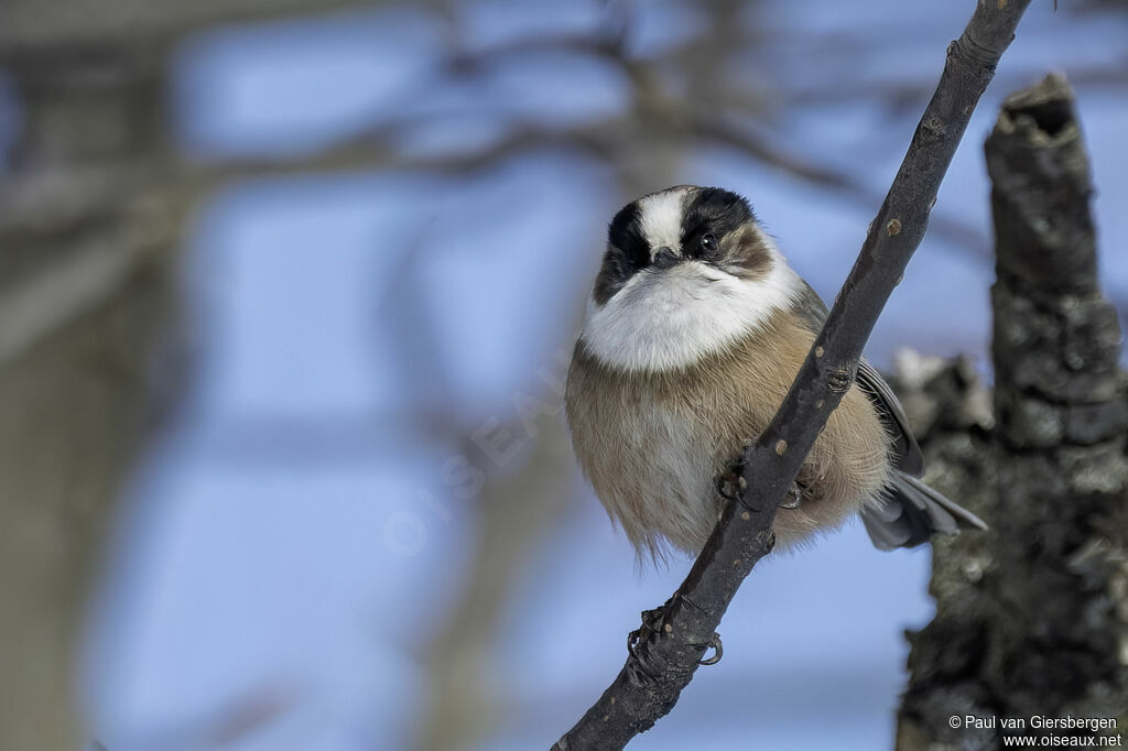 Orite à gorge blanche