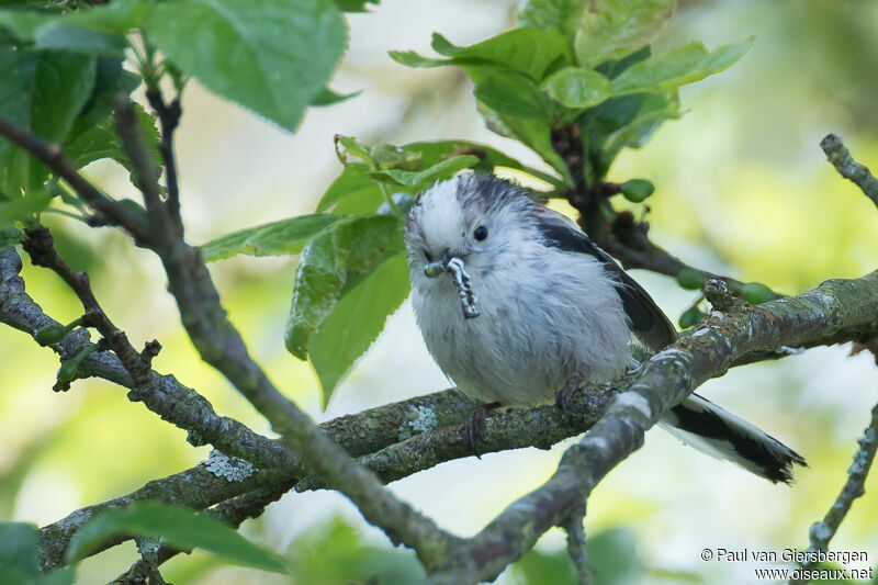 Long-tailed Titadult