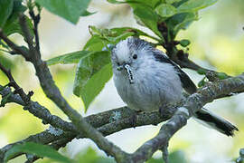 Long-tailed Tit