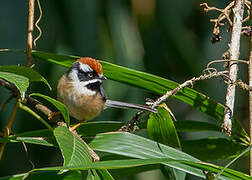 Black-throated Bushtit