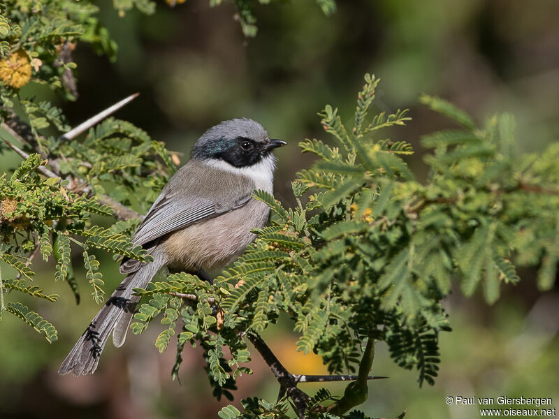 American Bushtit