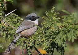 American Bushtit