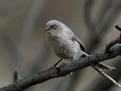 American Bushtit