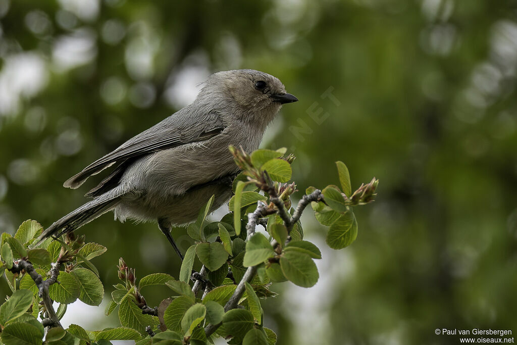 American Bushtit male adult