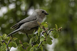 American Bushtit