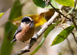 Rufous-fronted Bushtit