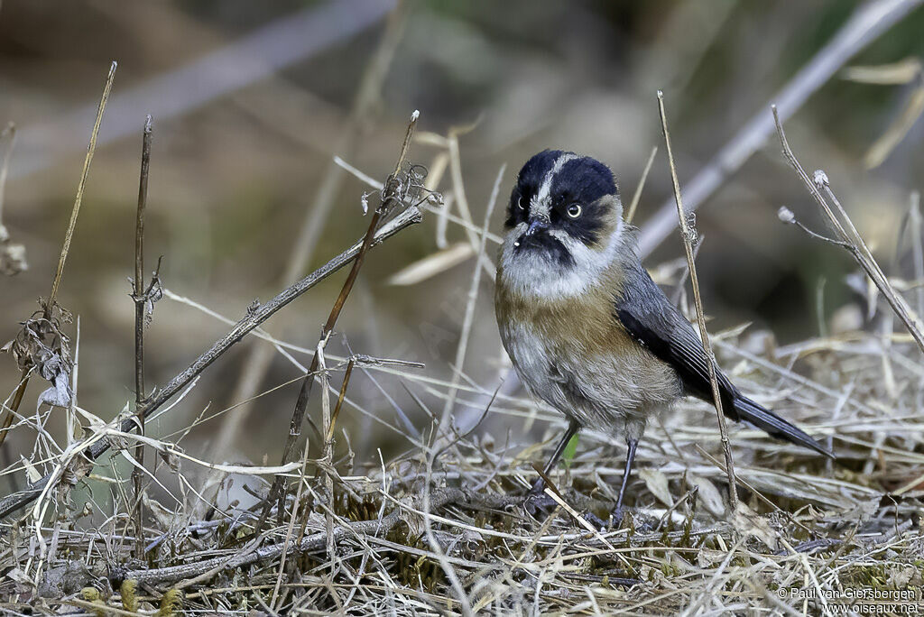 Black-browed Bushtitadult