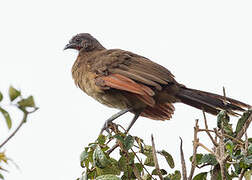 Grey-headed Chachalaca