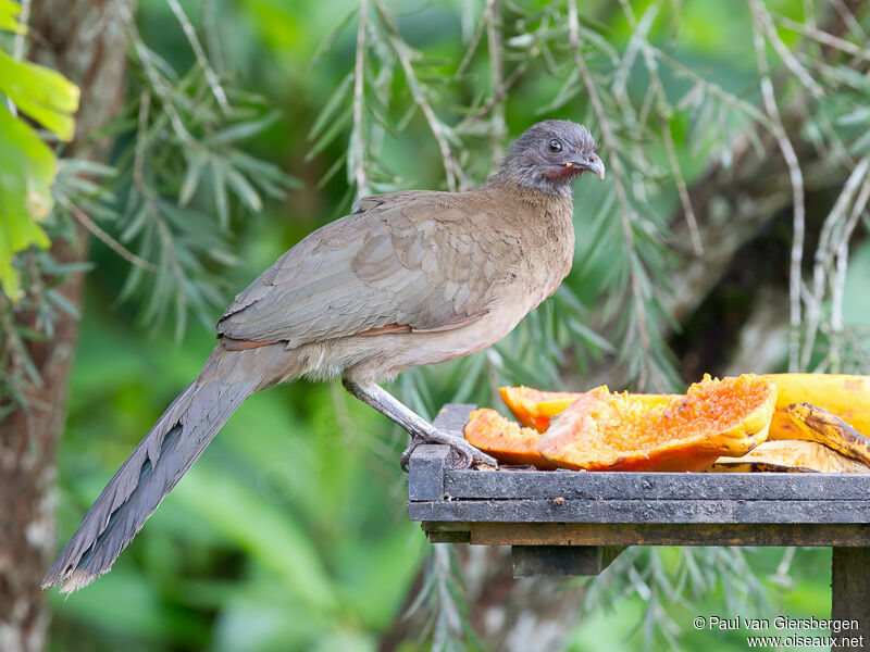 Grey-headed Chachalaca