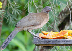 Grey-headed Chachalaca