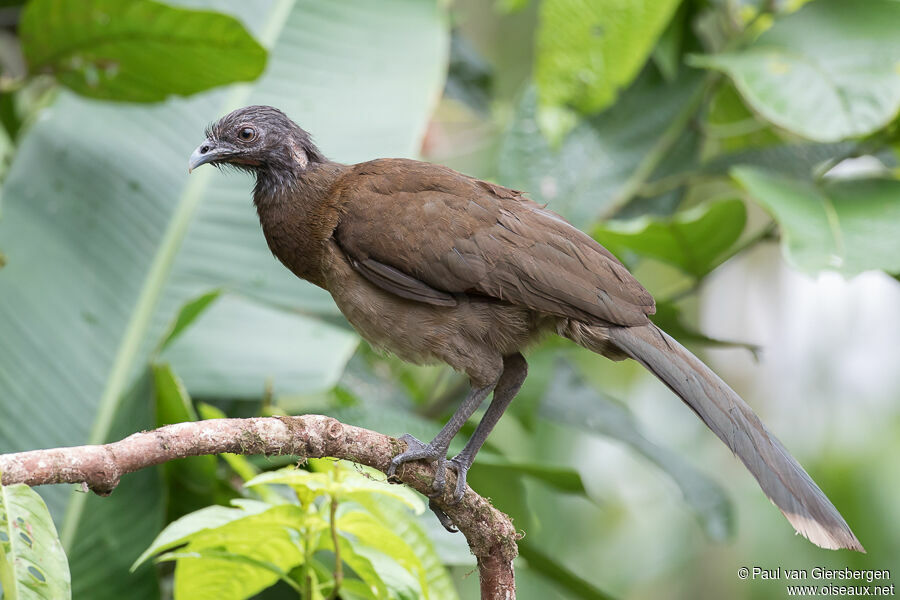 Grey-headed Chachalacaadult