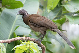 Grey-headed Chachalaca