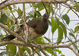 White-bellied Chachalaca