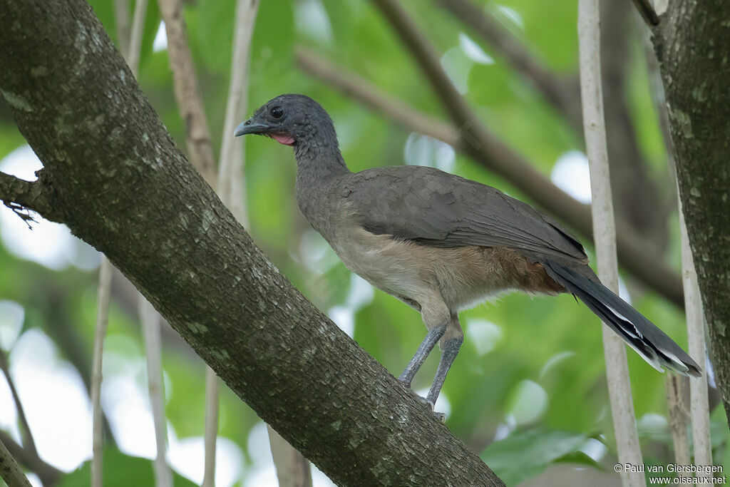 Rufous-vented Chachalacaadult