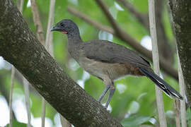 Rufous-vented Chachalaca