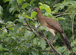 Chestnut-winged Chachalaca