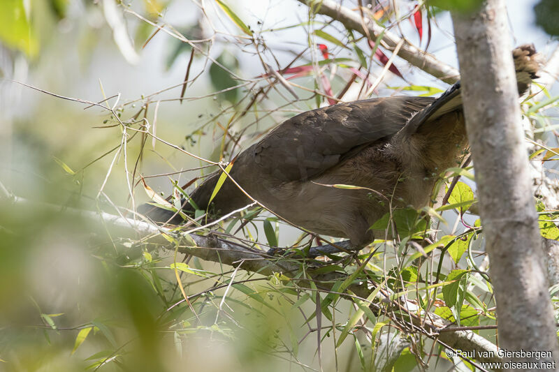 Plain Chachalaca