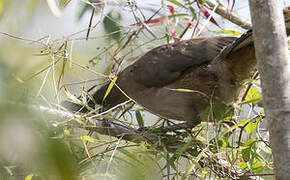 Plain Chachalaca