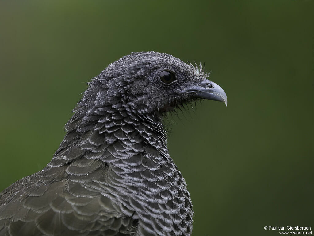 Colombian Chachalacaadult