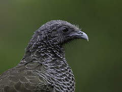 Colombian Chachalaca