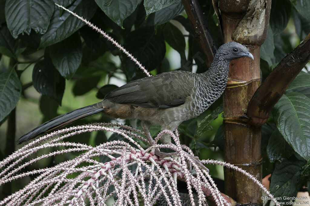 Colombian Chachalacaadult