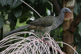 Colombian Chachalaca