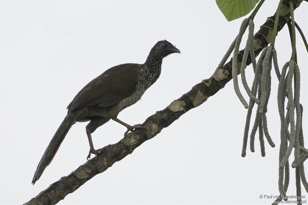 Speckled Chachalacaadult