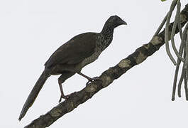 Speckled Chachalaca